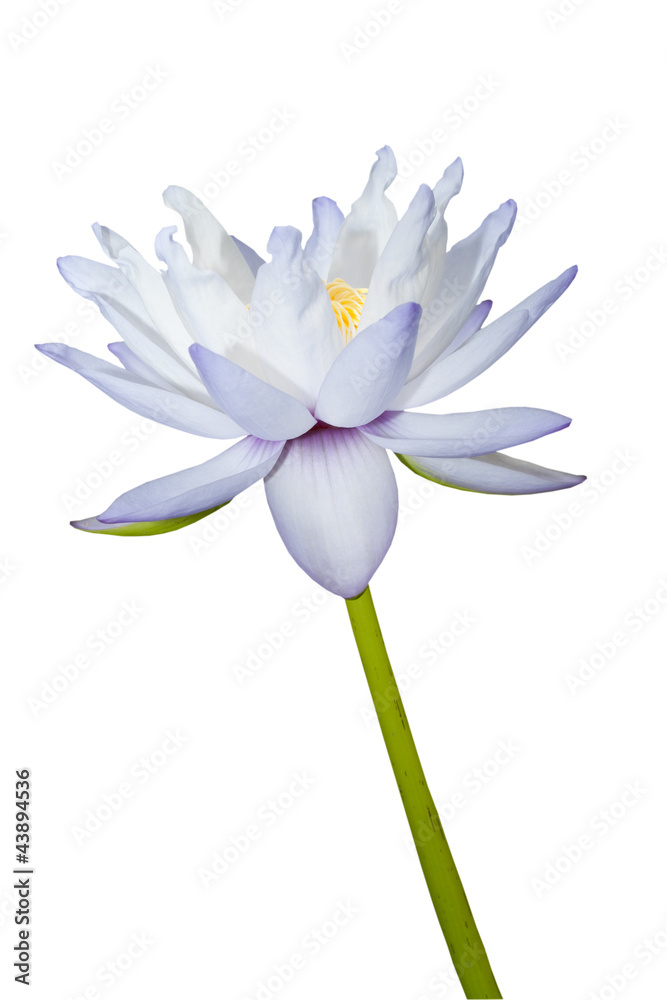 Violet lotus with yellow pollen isolated
