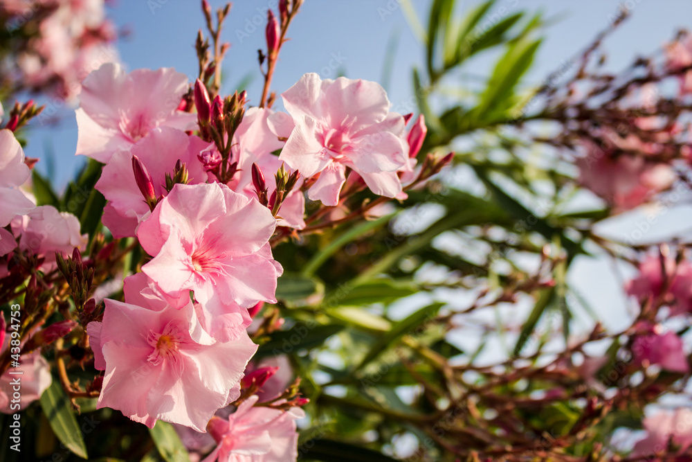 Oleander pink flowers Oleander pink flowers