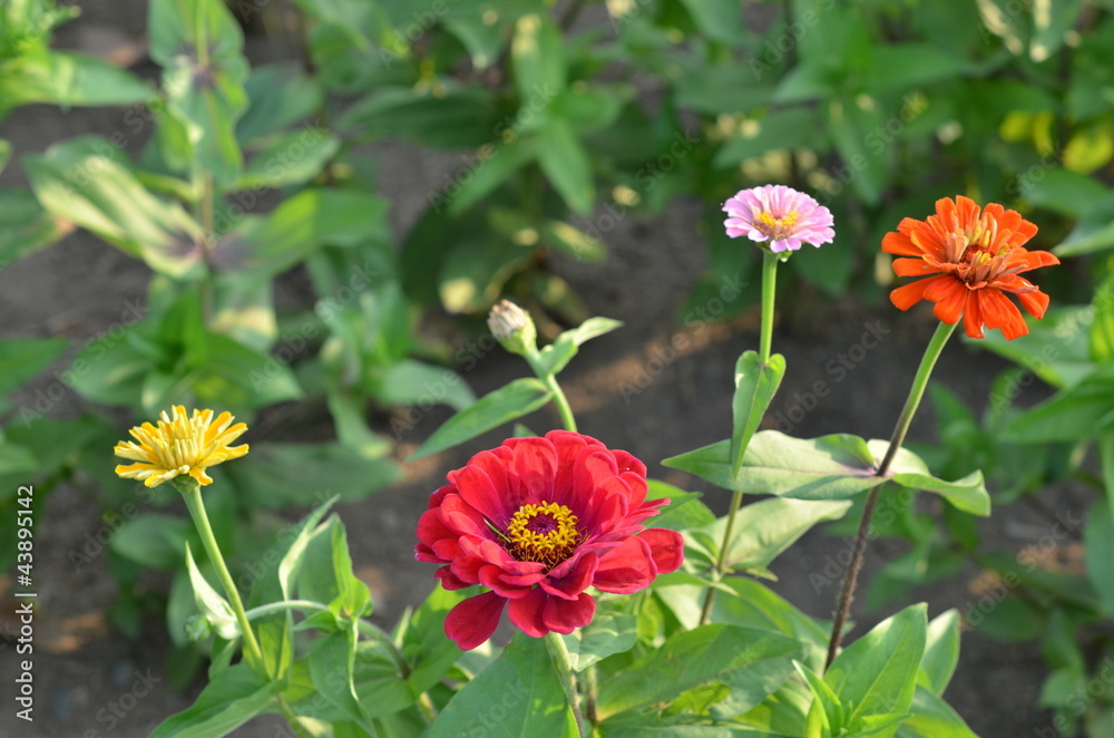 ジニアの花 ジニアの花