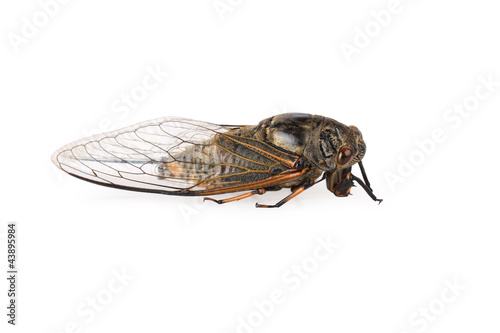 cicada isolated © chungking