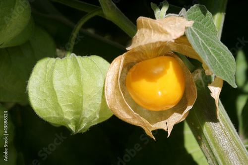 Andenbeere, Physalis im Garten photo