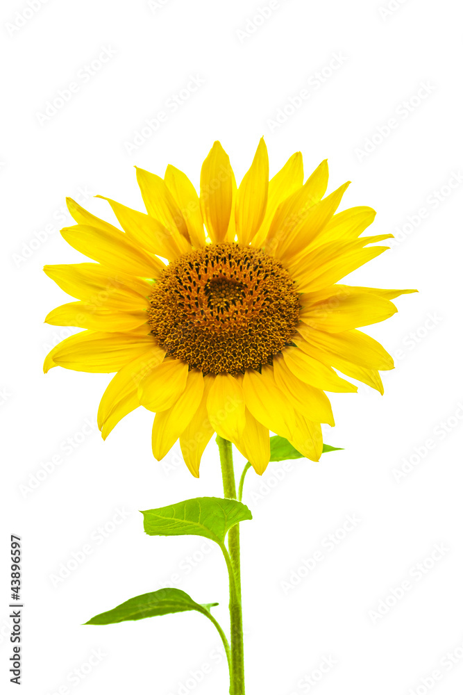 Obraz premium Młody słonecznik