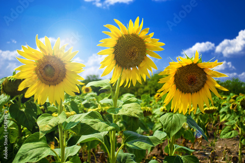 sunflowers