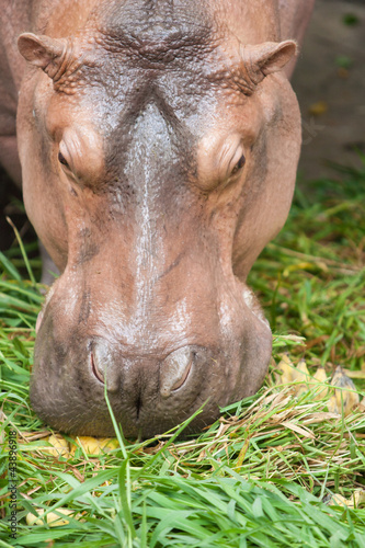 Hippopotamus eating © prasert