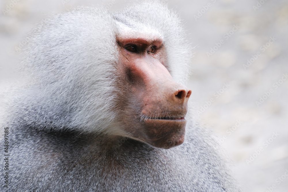 Obraz premium Baboon Portrait