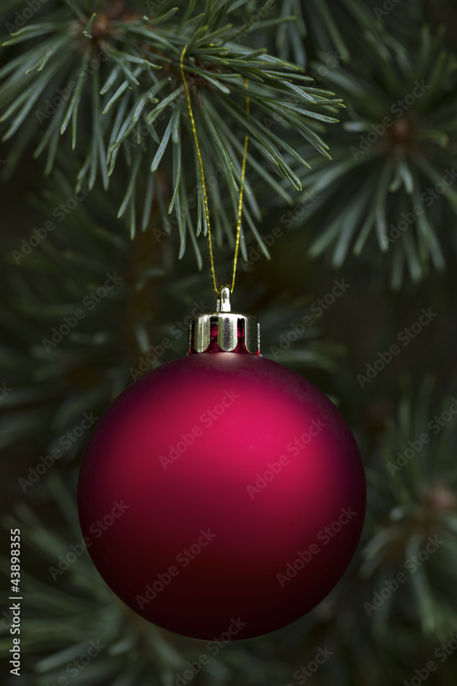 Real Noble Fir with hanging red ornament