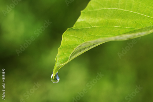 Leaf and waterdrop.