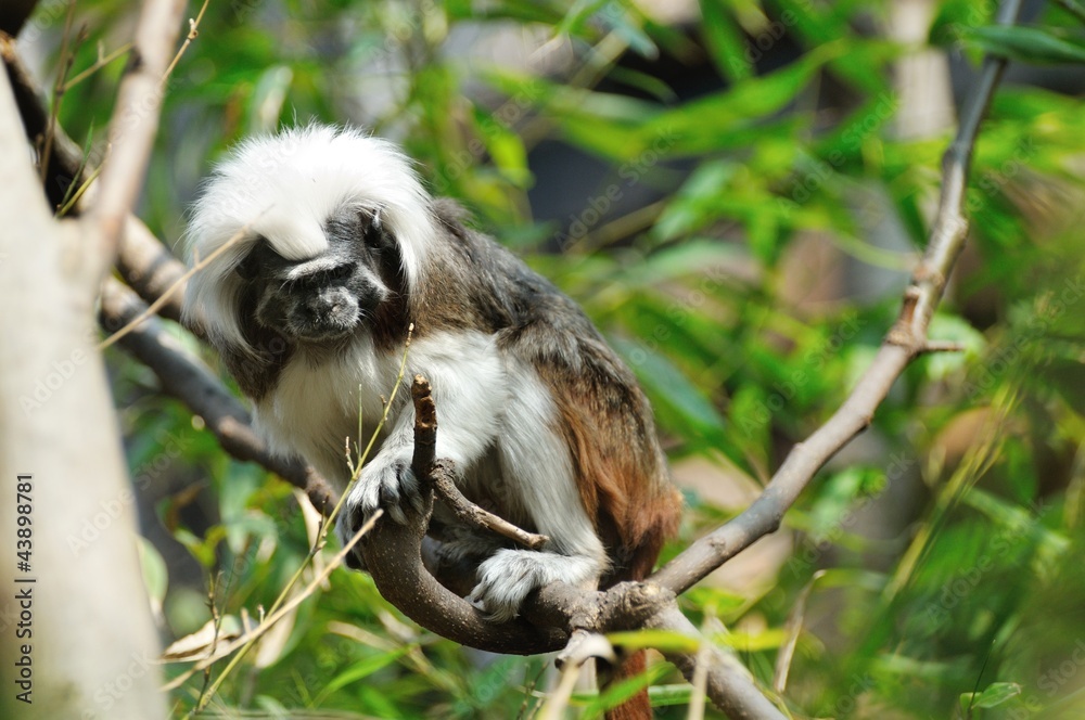 Cottontop tamarin Cottontop tamarin