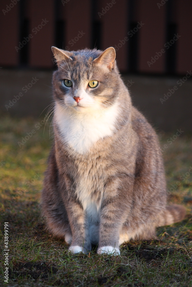Gray cat portrait in the garden