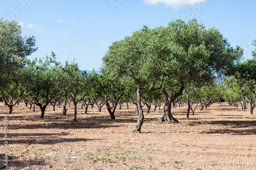 Olive trees orchard in Spain