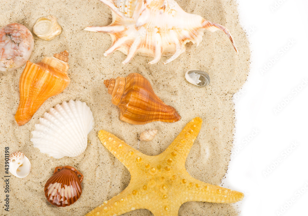 Beautiful sand background with exotic shell