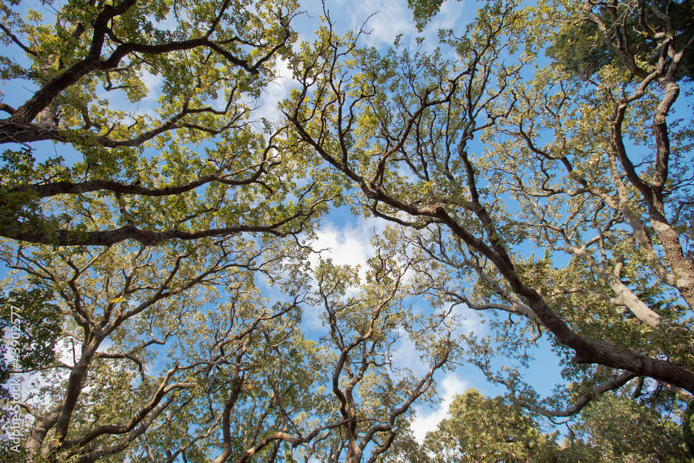 View of the sky through the branches of tree View of the sky through the branches of tree