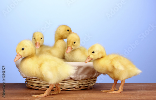 Duckling in basket on wooden table on blue background