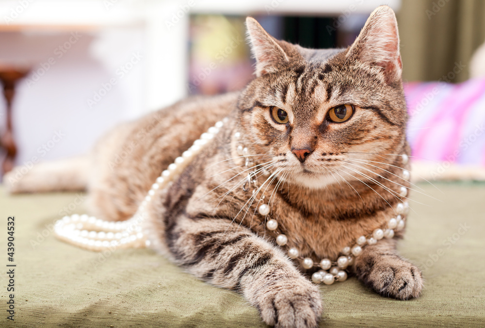 Fototapeta premium Funny cat wearing a necklace