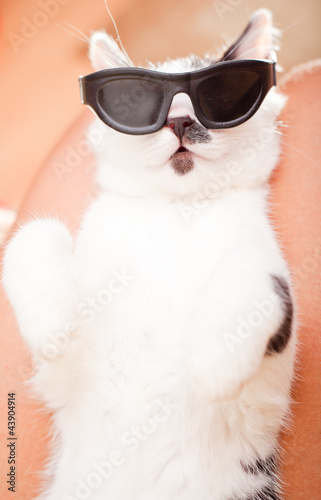 Young cat with a sunglasses 