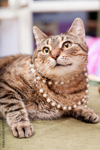 Funny and a bit fatty cat wearing necklace © andreshka