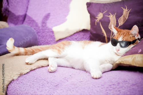 Fototapeta Naklejka Na Ścianę i Meble -  Ginger cat wearing sunglasses and relaxing on a coach