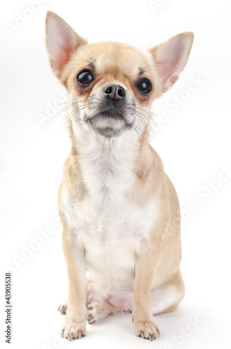 fawn Chihuahua dog sitting on white background © niknikp