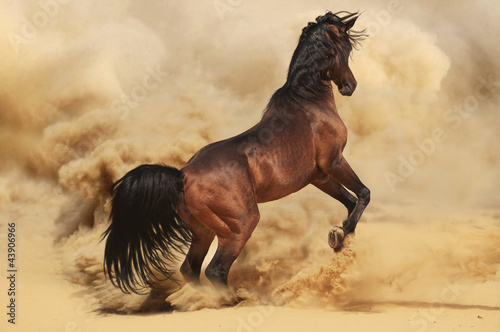 Purebred arabic stallion in desert #43906966