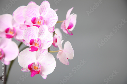 Fototapeta Naklejka Na Ścianę i Meble -  Pink orchid