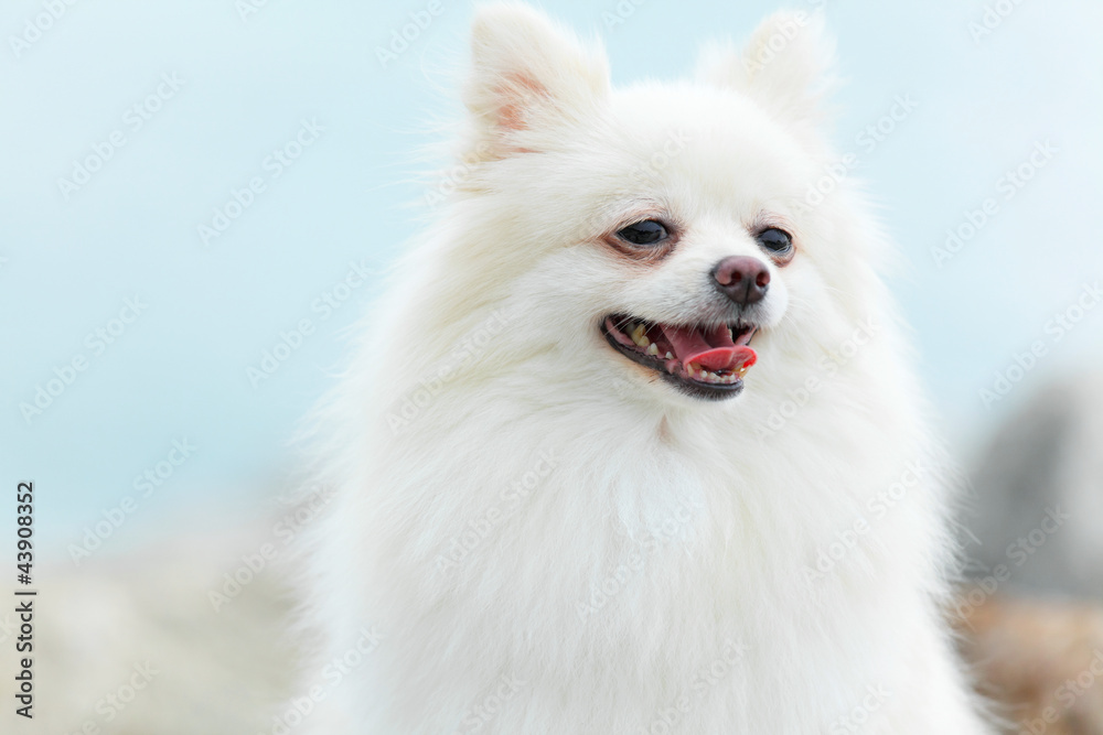 White Pomeranian dog White Pomeranian dog