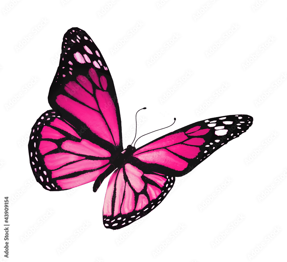 Fototapeta premium Violet butterfly, isolated on white background