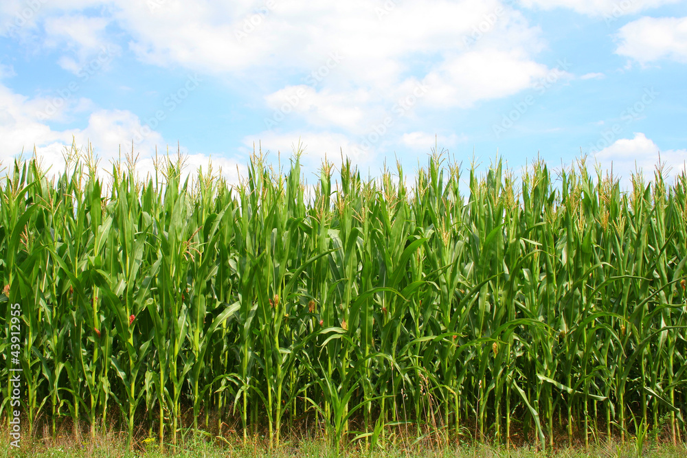 Corn green field