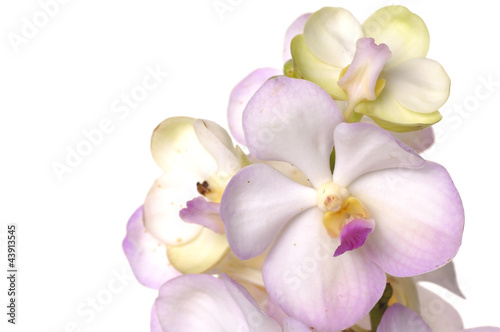 Blooming orchids flower