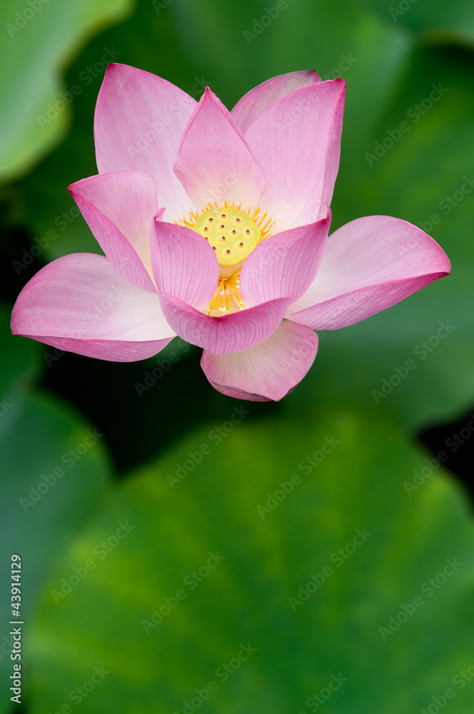 Lotus