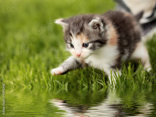 Fototapeta Naklejka Na Ścianę i Meble -  Katzenbaby mit Spiegelung