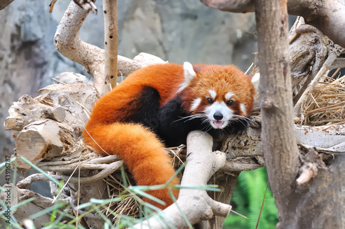 panda roux qui se repose