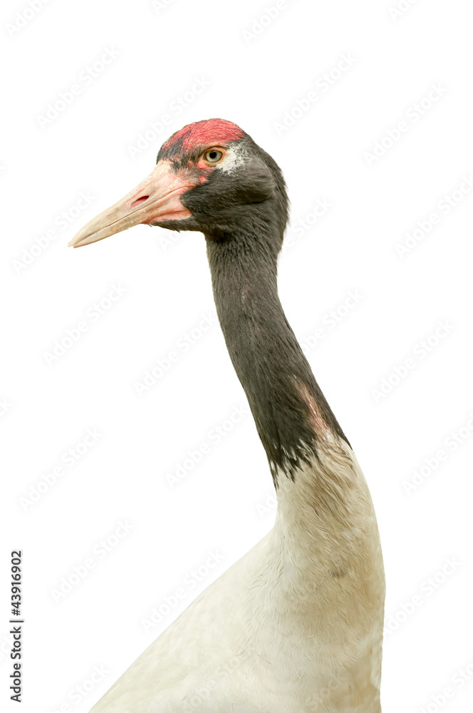 Fototapeta premium Isolated red crowned crane