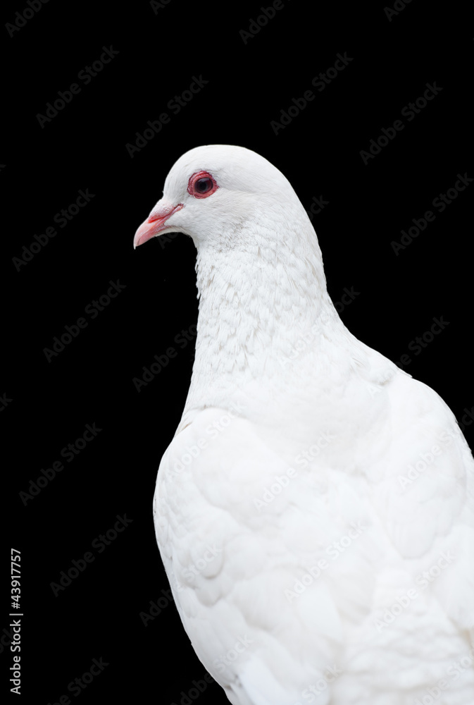 Isolated White Pigeon Isolated White Pigeon