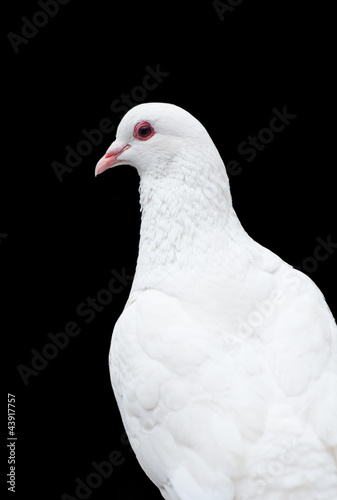 Isolated White Pigeon