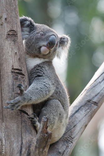 Fototapeta Naklejka Na Ścianę i Meble -  isolated koala