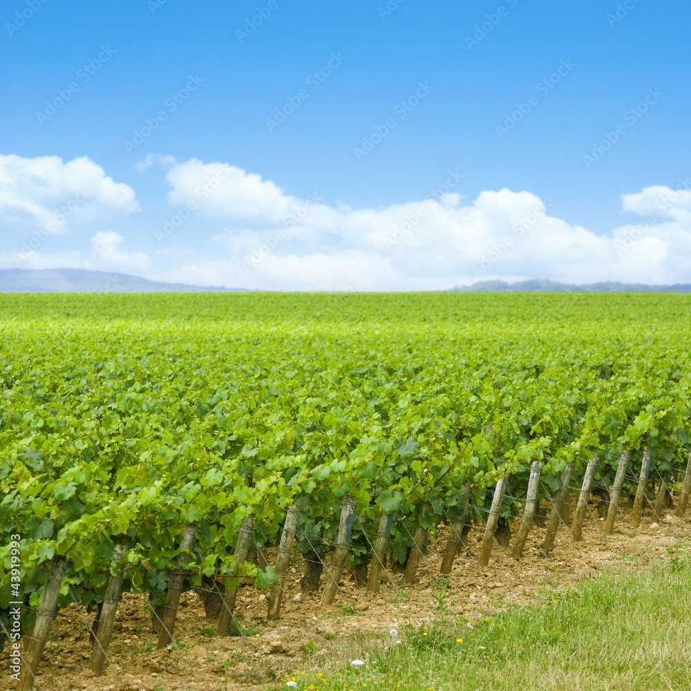 Weinanbaugebiet