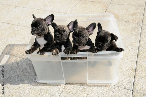 Dogs in a box