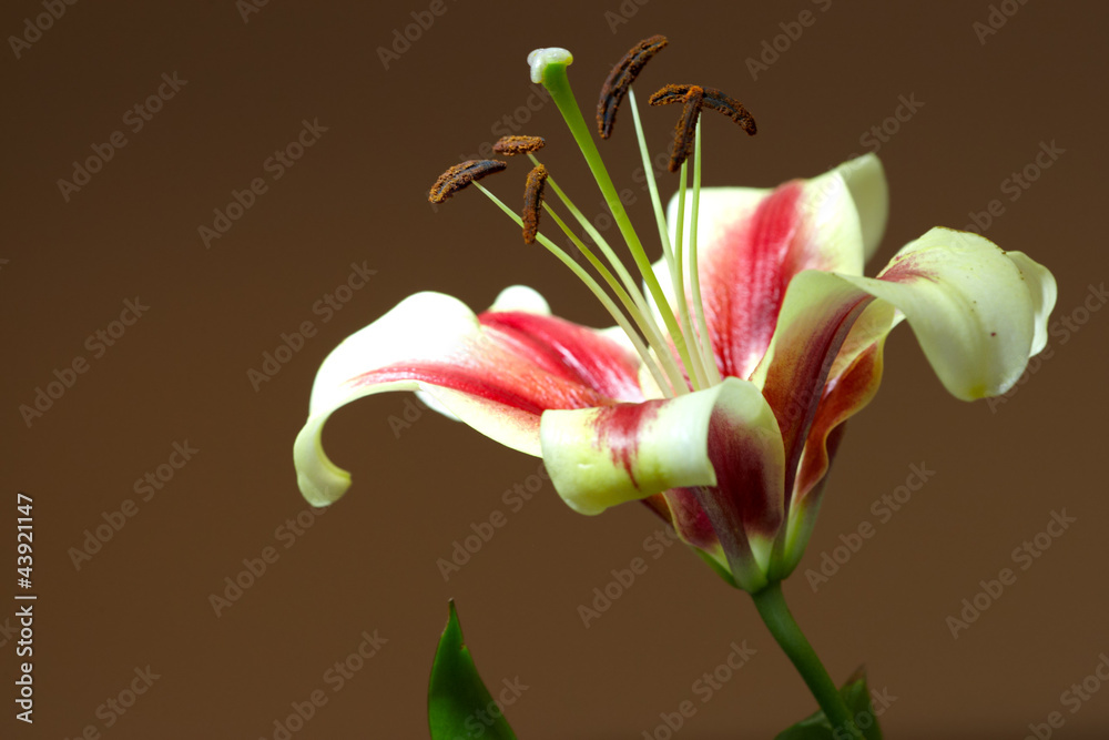 Obraz premium Lily bud