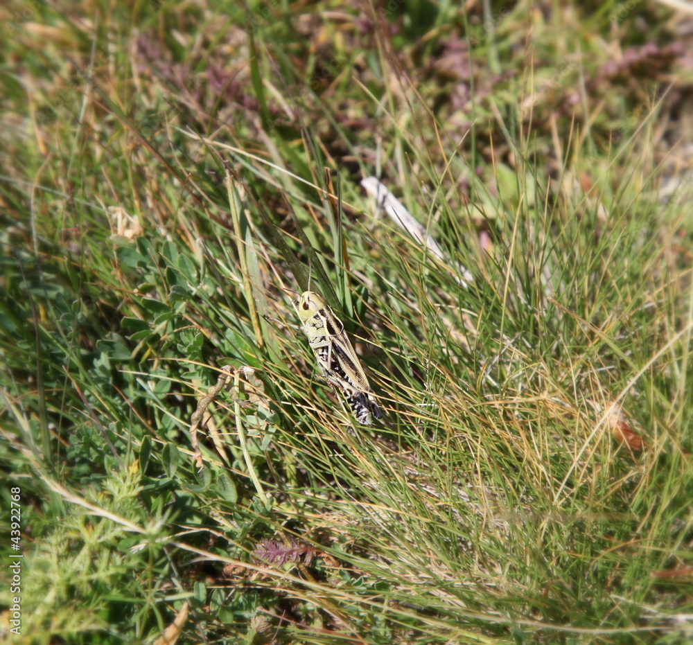 Sauterelle dans la prairie.