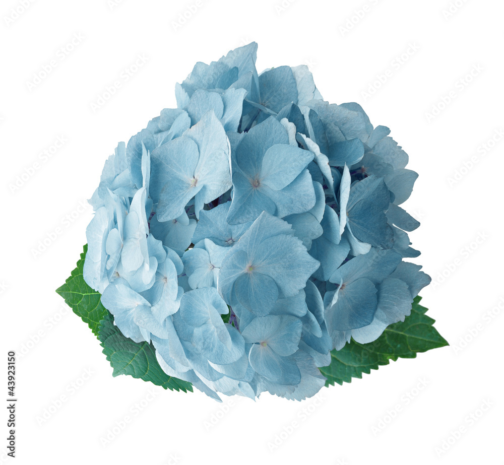 Obraz premium sweet flower on white background