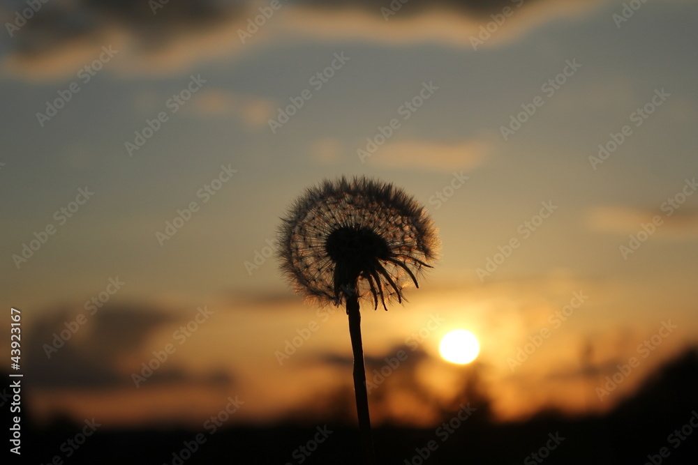 evening dandelion shadow