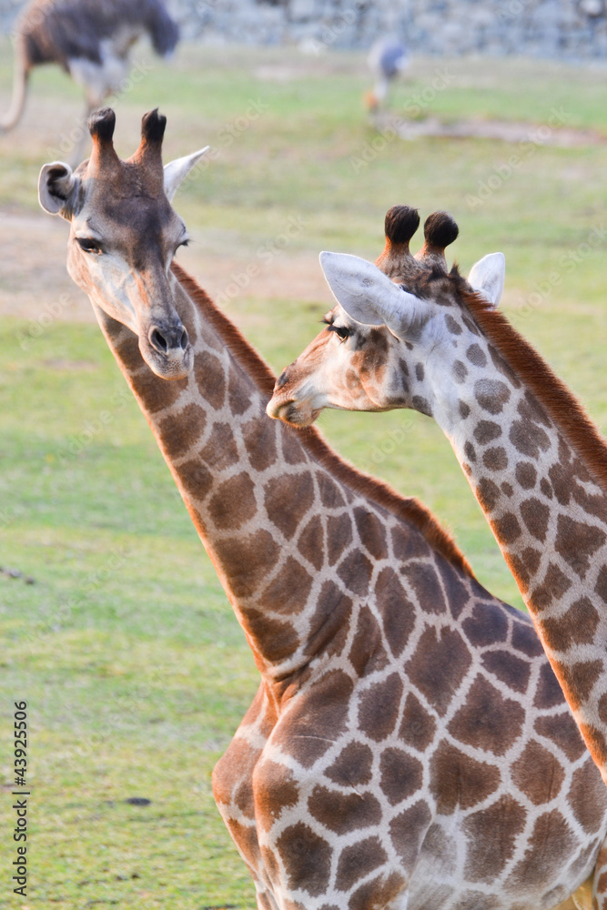 Obraz premium A pair of giraffe