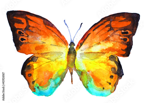butterfly,water-colou photo