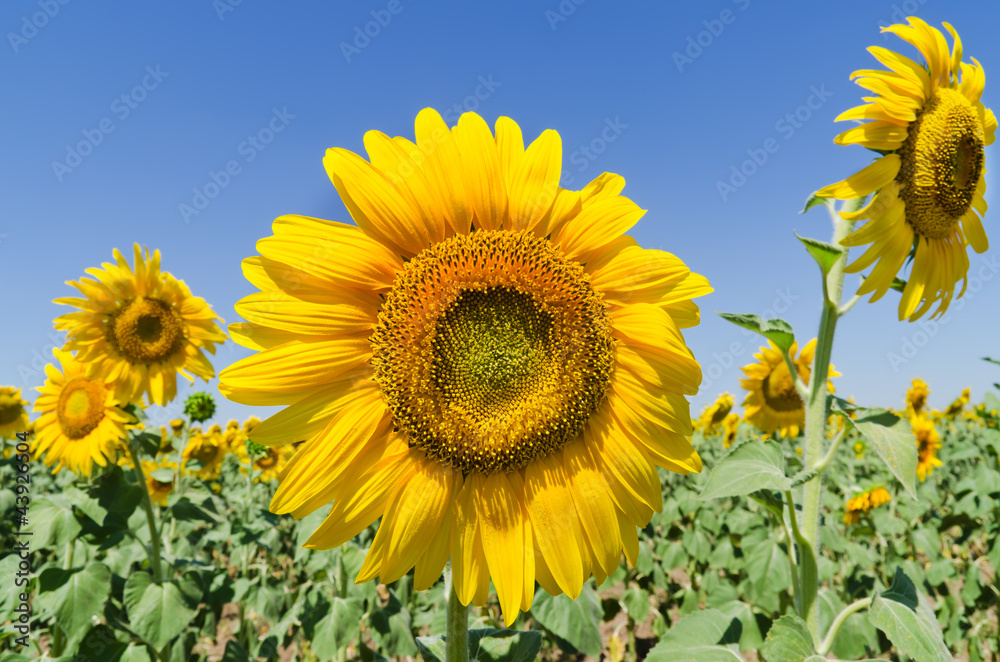 beautiful sunflowers against blue sky