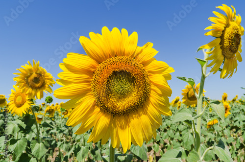 beautiful sunflowers against blue sky