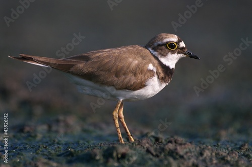 Charadrius dubius