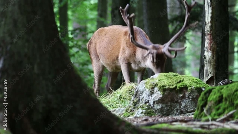 Cervo Rosso - Red Deer - Cervus Elaphus Cervo Rosso - Red Deer - Cervus Elaphus