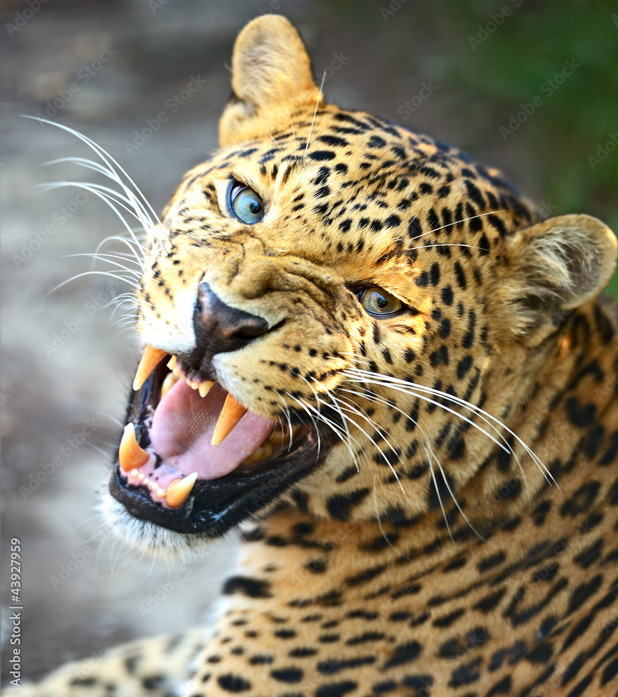 Obraz premium Leopard portrait