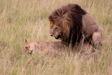 Paarung der Löwen
