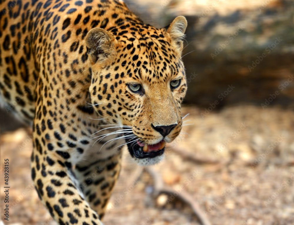 Leopard portrait Leopard portrait